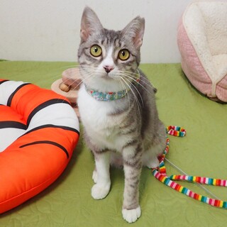 【5/26東銀座】れもんちゃん★５ヵ月♪