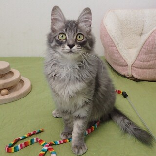 【5/26東銀座】ルビーちゃん★５ヵ月♪