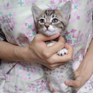 やんちゃ盛り元気な２ヵ月男の子『レオン』