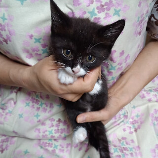 やんちゃ盛り元気な２ヵ月女の子『ファーファ』