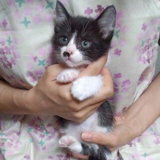 やんちゃ盛り元気な２ヵ月女の子『ソフィ』