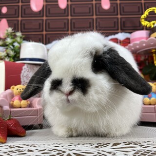 ホーランドロップ　女の子　3歳