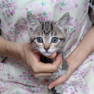 やんちゃ盛り元気な２ヵ月男の子『シンバ』