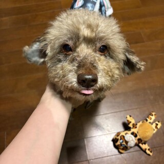 個性的なブラウン♥コアラ顔プードルの男の子