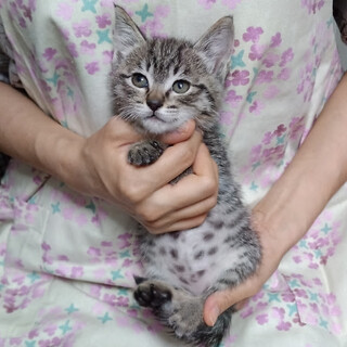 やんちゃ盛り元気な２ヵ月女の子『ドール』