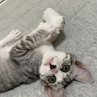 元気な女の子♡ずっとのおうちを探しています