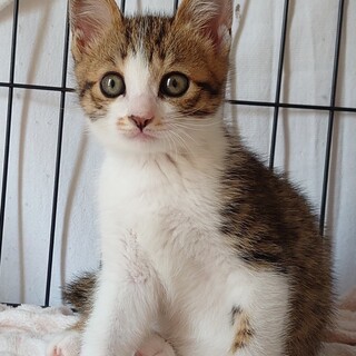 【5/25譲渡会】甘えんぼ♪食いしんぼの海坊主君