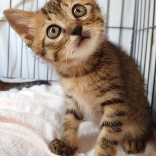 【5/25譲渡会】好奇心旺盛！甘えんぼのりょう♡