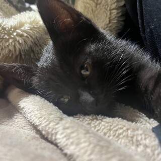 黒猫の元気な女の子