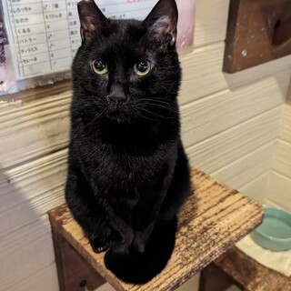 控えめなんだけど…本当は甘えたい！コタロウくん