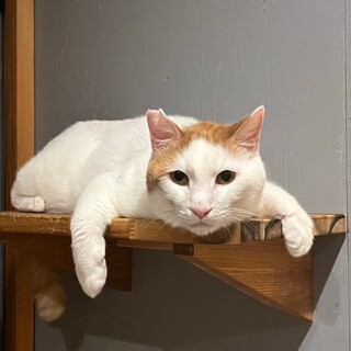 いっしょにおしゃべりしませんか？コムギくん