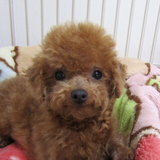 決まりました。７か月のお顔の可愛い小ぶりな女の子