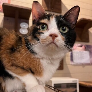 【被災地より】たくさん撫でてね！　まるちゃん