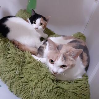 生後10か月くらいの白三毛ちゃん