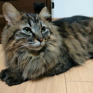 【被災地より】遊んで撫でて！甘えん坊デールくん