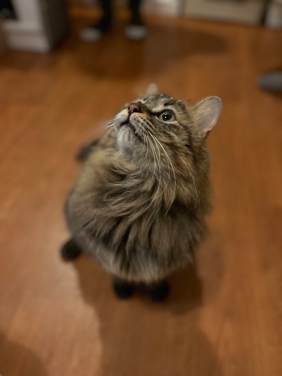 【被災地より】遊んで撫でて！甘えん坊デールくん サムネイル2