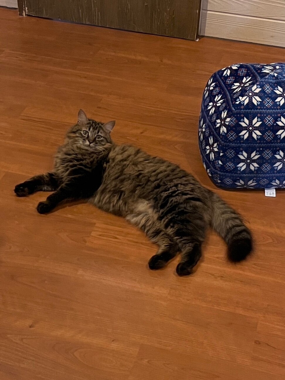 【被災地より】遊んで撫でて！甘えん坊デールくん サムネイル3