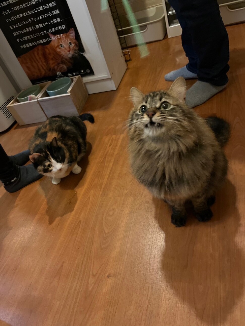 【被災地より】遊んで撫でて！甘えん坊デールくん サムネイル4