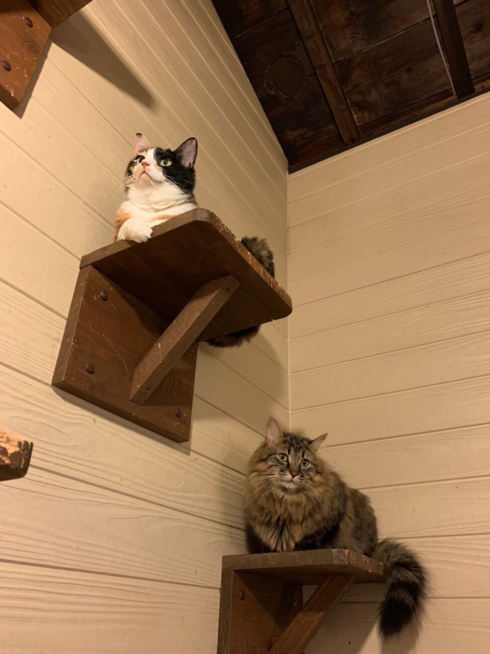 【被災地より】遊んで撫でて！甘えん坊デールくん サムネイル5