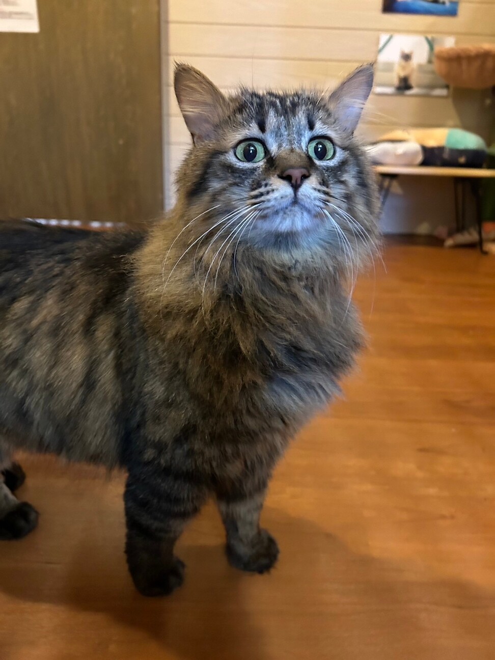 【被災地より】遊んで撫でて！甘えん坊デールくん サムネイル6