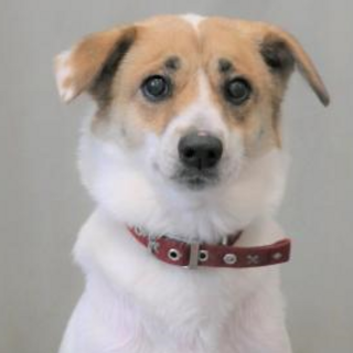 譲渡されました。