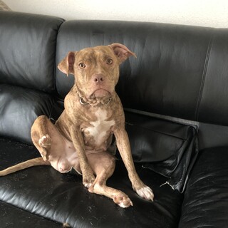 アメリカンピットブル　元気な女の子