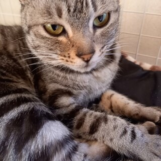 スリスリゴロゴロ甘えちゃんアメショー