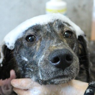 穏やかな虎毛の女の子、マーブルちゃん