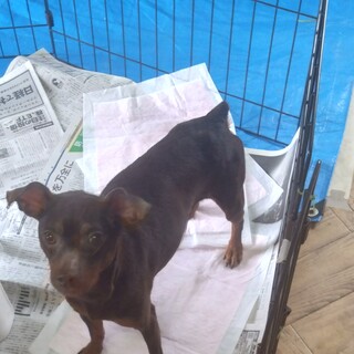 【トライアル決定】