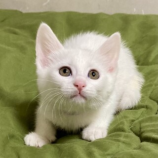 仲良し兄妹白の女の子　ライちゃん