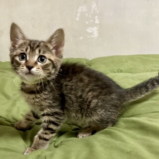 仲良し兄妹キジの女の子　レイ