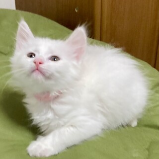 仲良し兄妹白半長毛の綺麗な女の子　ルイちゃん