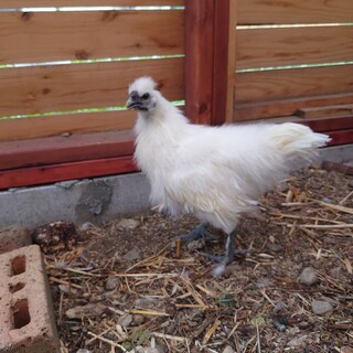 烏骨鶏のオス(生後約3ヶ月)の中雛の里親募集