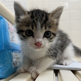 生後1ヶ月 元気な子猫」大阪府 - 猫の里親募集(489153) :: ペットの