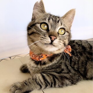 26日譲渡会事前予約受付中！人馴れ抜群ふにゃ君