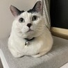 の写真