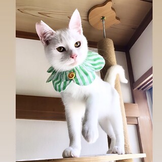 26日譲渡会事前予約受付中！人馴れ抜群むにゃ君