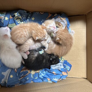 猫里親