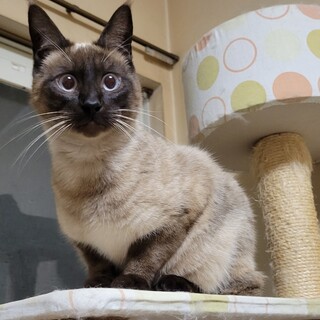 幸運を呼ぶかぎしっぽ、きれいなシャム風男の子