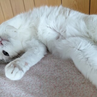 ♡ラグドール似の♡甘あまな女の子✨