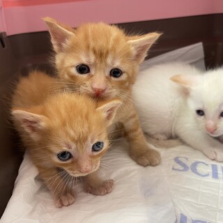 イケメンな茶トラ☆あさり君