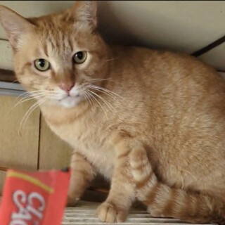 人にも猫にも優しいイケメン！推定3歳