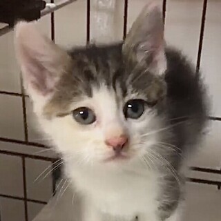 とてっも人懐っこくて甘えん坊のキジ白の直君