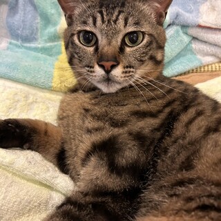 推定5歳　キジトラ　オス