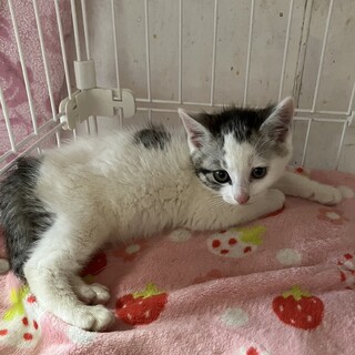 ありがとうございました★グレー雉白可愛いリオくん