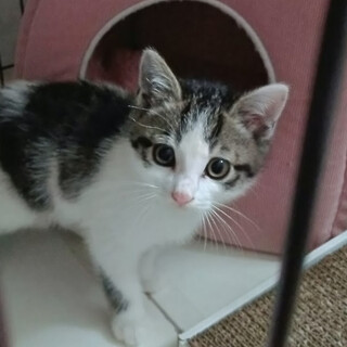 やんちゃ盛り元気な２ヵ月半男の子『まなぶくん』