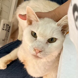 【被災地より】ファンキーかな？ファンキーかとうくん