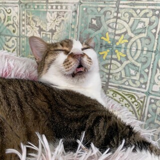 寝顔が独特で可愛い過ぎるクリスティアーノ