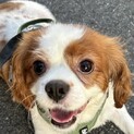 人懐っこく甘えん坊さんの男の子