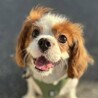 人懐っこく甘えん坊さんの男の子 サムネイル2